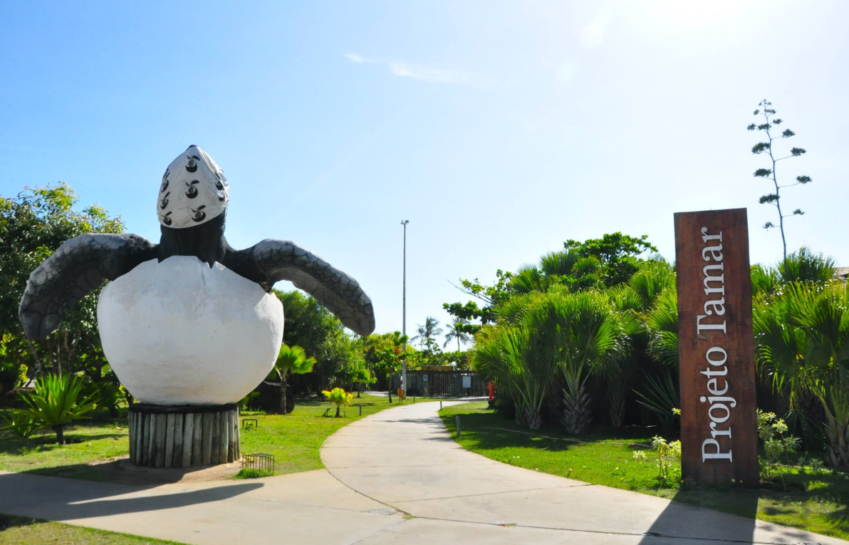 Como visitar o Projeto Tamar em Aracaju: horários e o que esperar