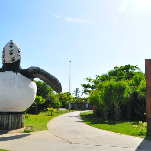 Como visitar o Projeto Tamar em Aracaju: horários e o que esperar