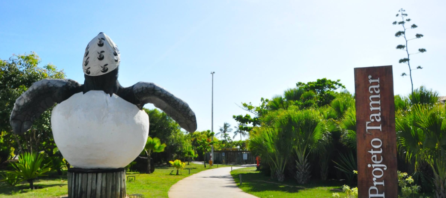 Como visitar o Projeto Tamar em Aracaju: horários e o que esperar